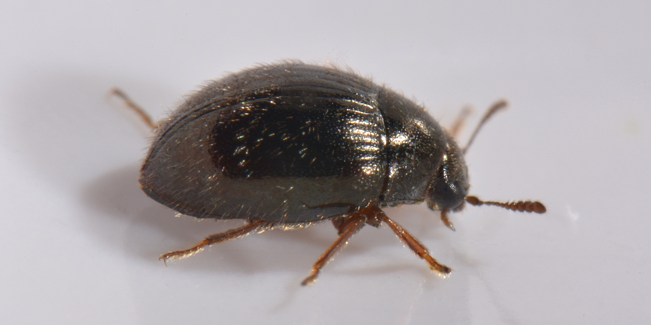 Byrrhidae: Simplocaria semistriata